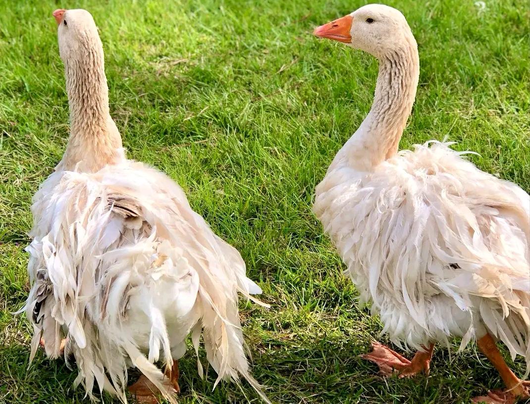 Pair of buff Sebastopol geese in grass