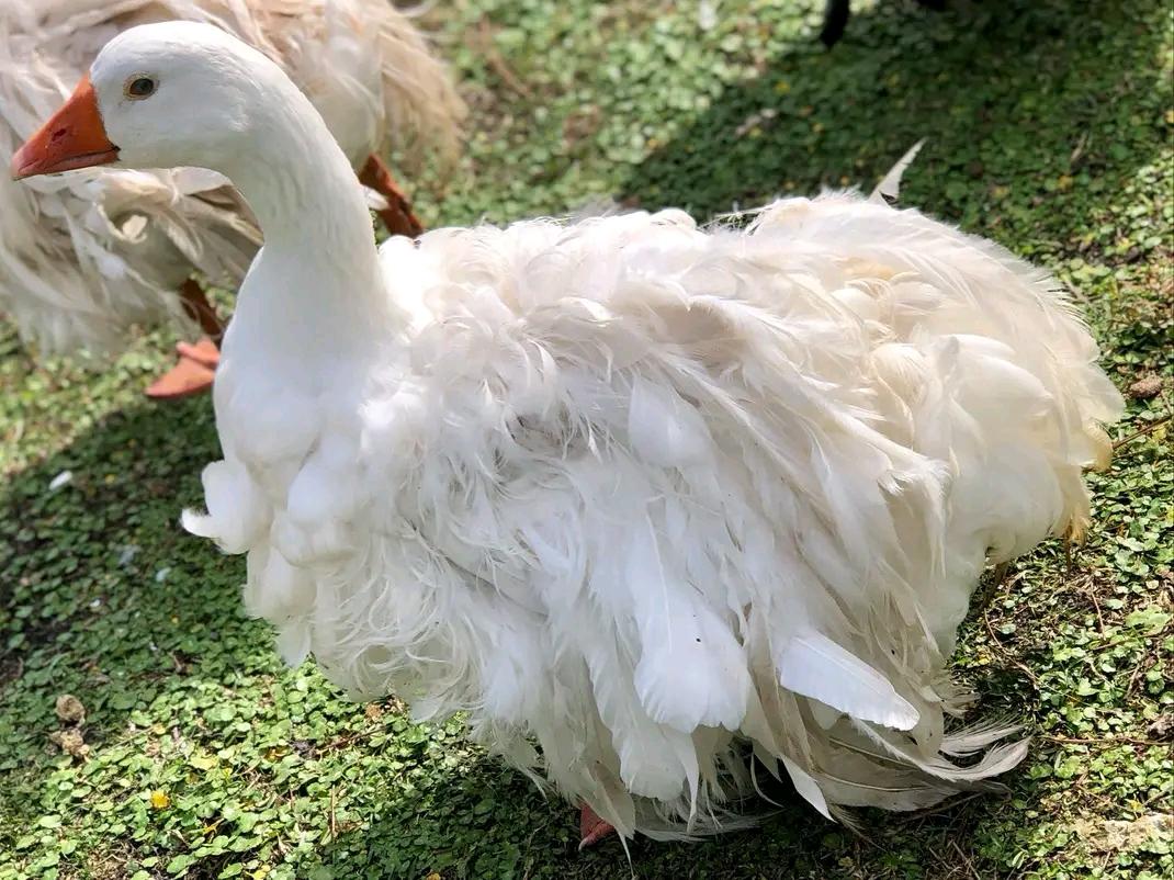 White Sebastopol goose resting on clover