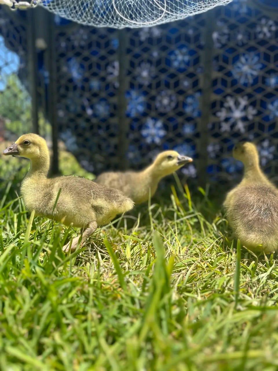 Three Sebastopol goslings walking through grass