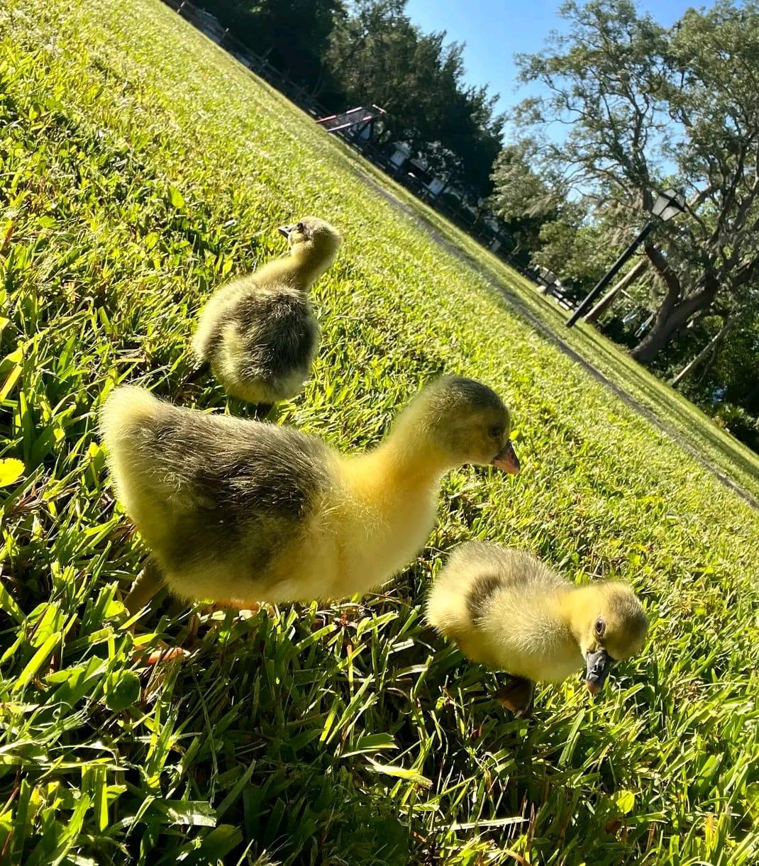 Sebastopol goslings on a sunlit lawn
