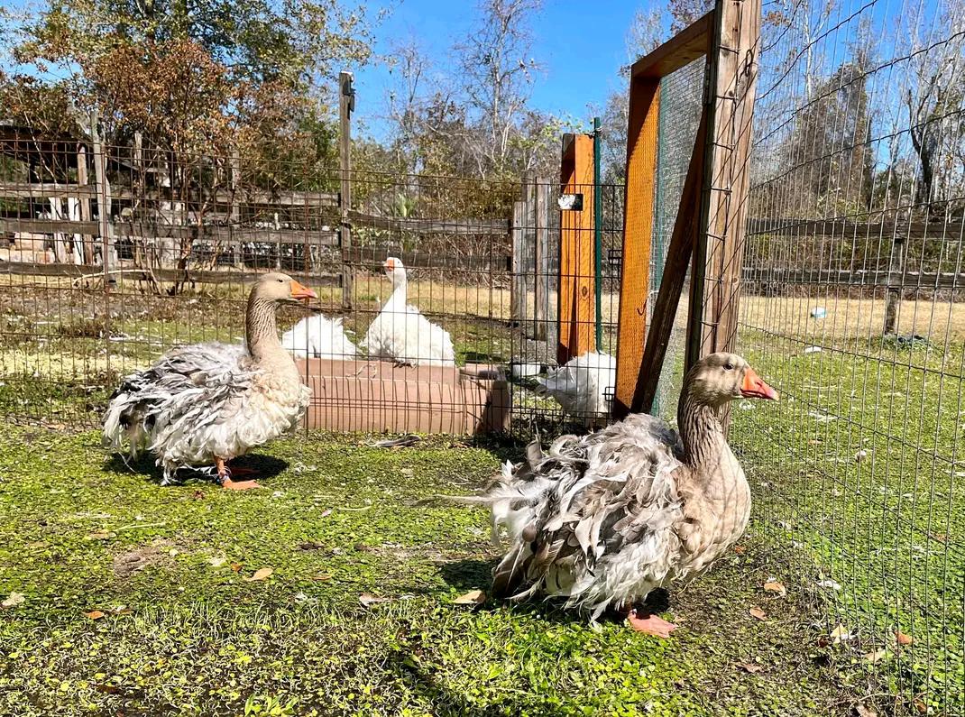 Two Sebastopol geese side by side