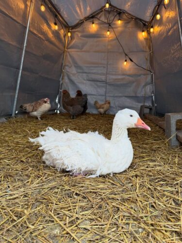 Adult Sebastopol geese for sale at Sebastopol Farm Indiana pasture raised