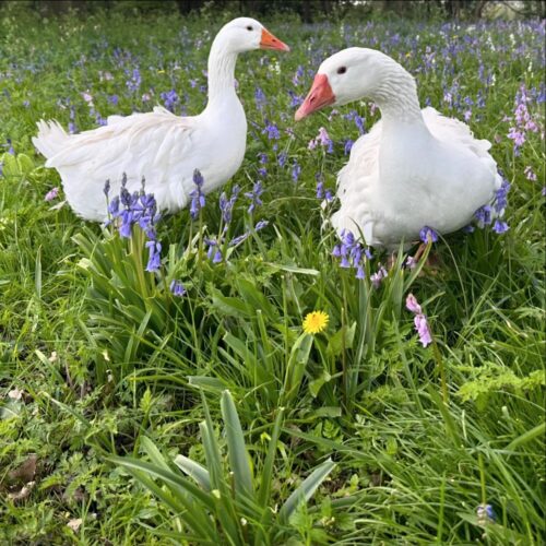Adult white available Sebastopol geese for sale at Sebastopol Farm Indiana pasture raised