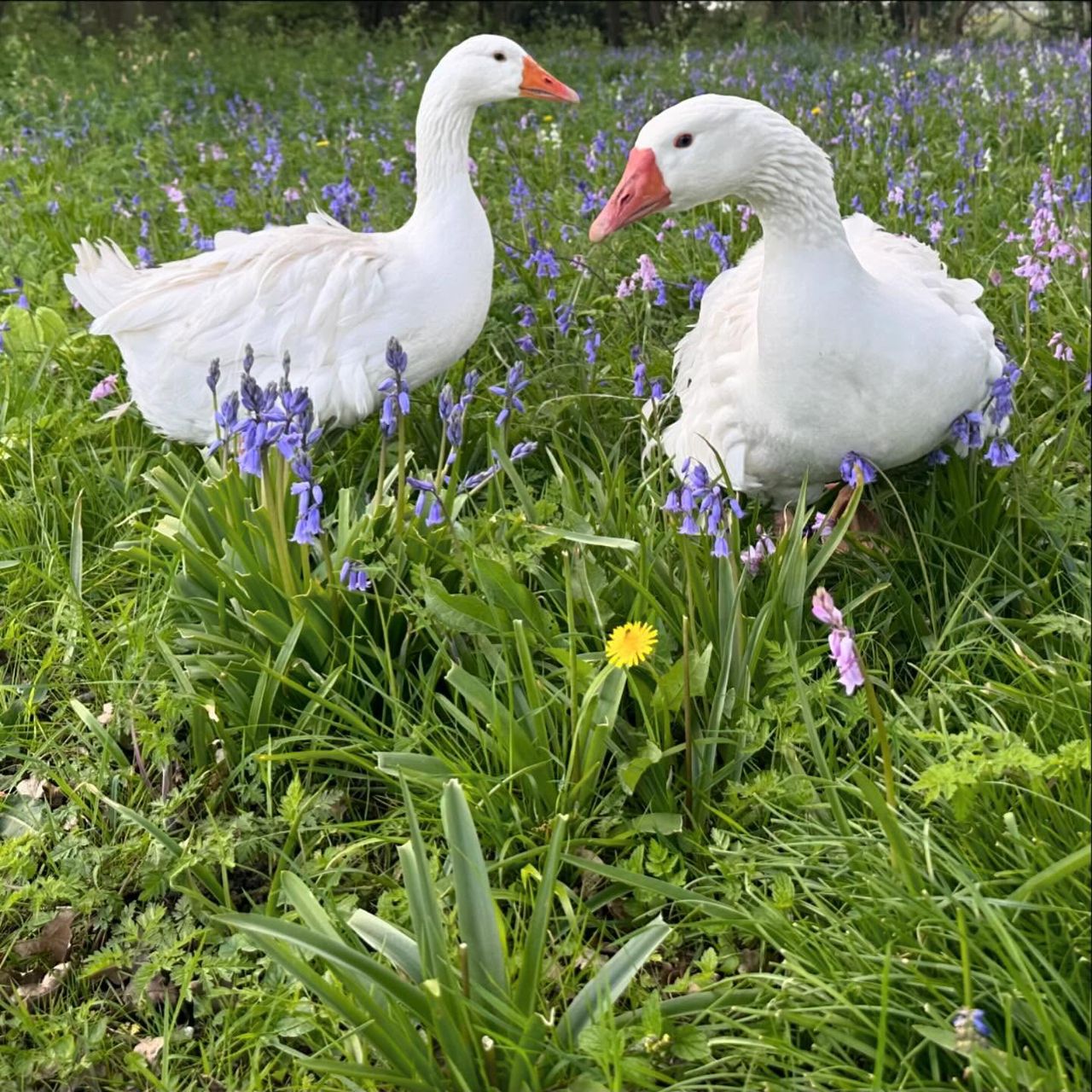 Sebastopol geese for sale in Florida shipped from Sebastopol Farm Indiana