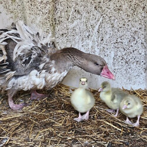 grey saddleback sebastopol goose with day old goslings at sebastopol farm indiana