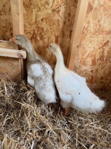juvenile sebastopol geese for sale at sebastopol farm