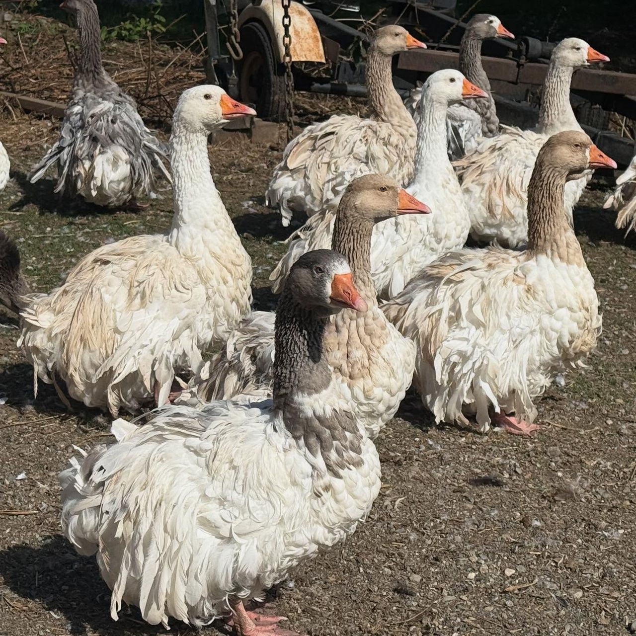 Sebastopol geese for sale at Sebastopol Farm Indiana showing white grey saddleback and buff varieties