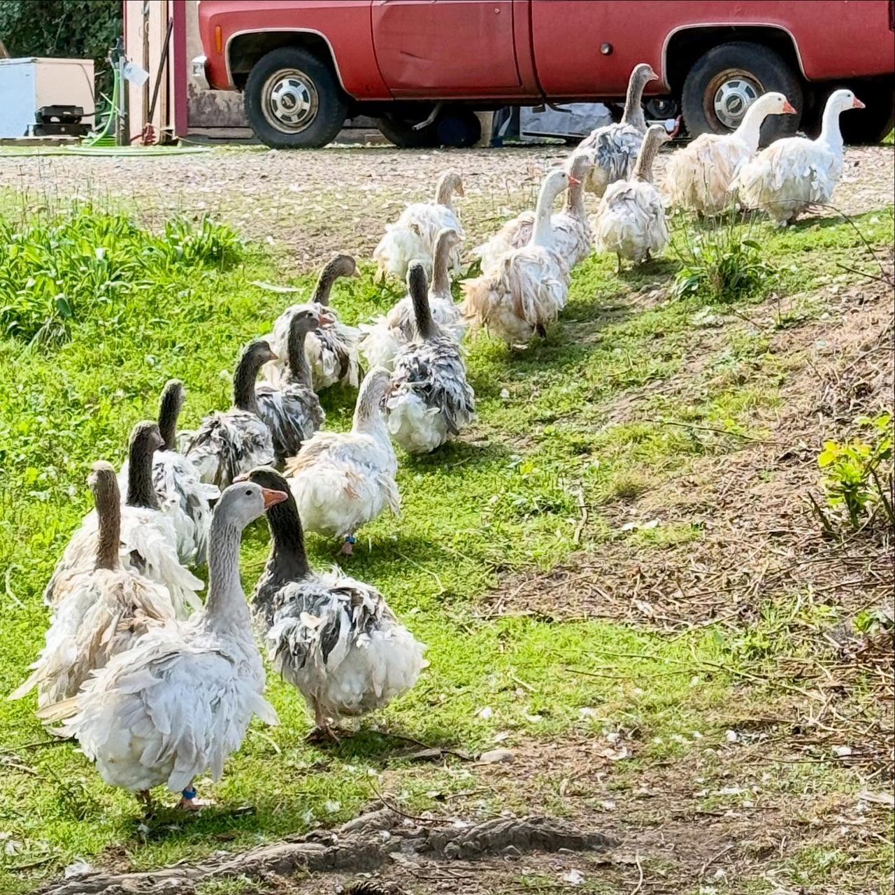 Sebastopol geese flock walking at Sebastopol Farm Indiana showing blue lavender and white varieties for sale