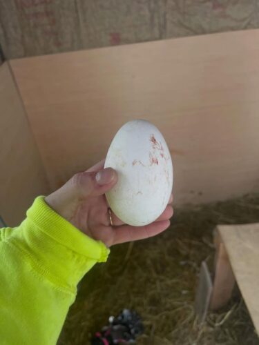sebastopol hatching eggs available for sale