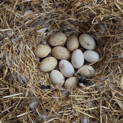 sebastopol hatching eggs for sale at sebastopol farm indiana