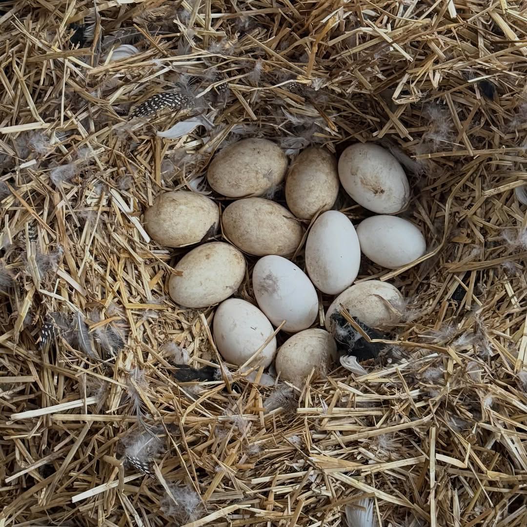 Sebastopol hatching eggs for sale at Sebastopol Farm Indiana shipped nationwide