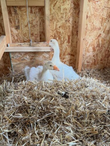 juvenile sebastopol geese for sale at sebastopol farm