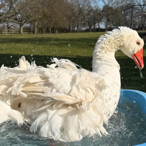 white sebastopol bathing showing full curl feather quality at sebastopol farm